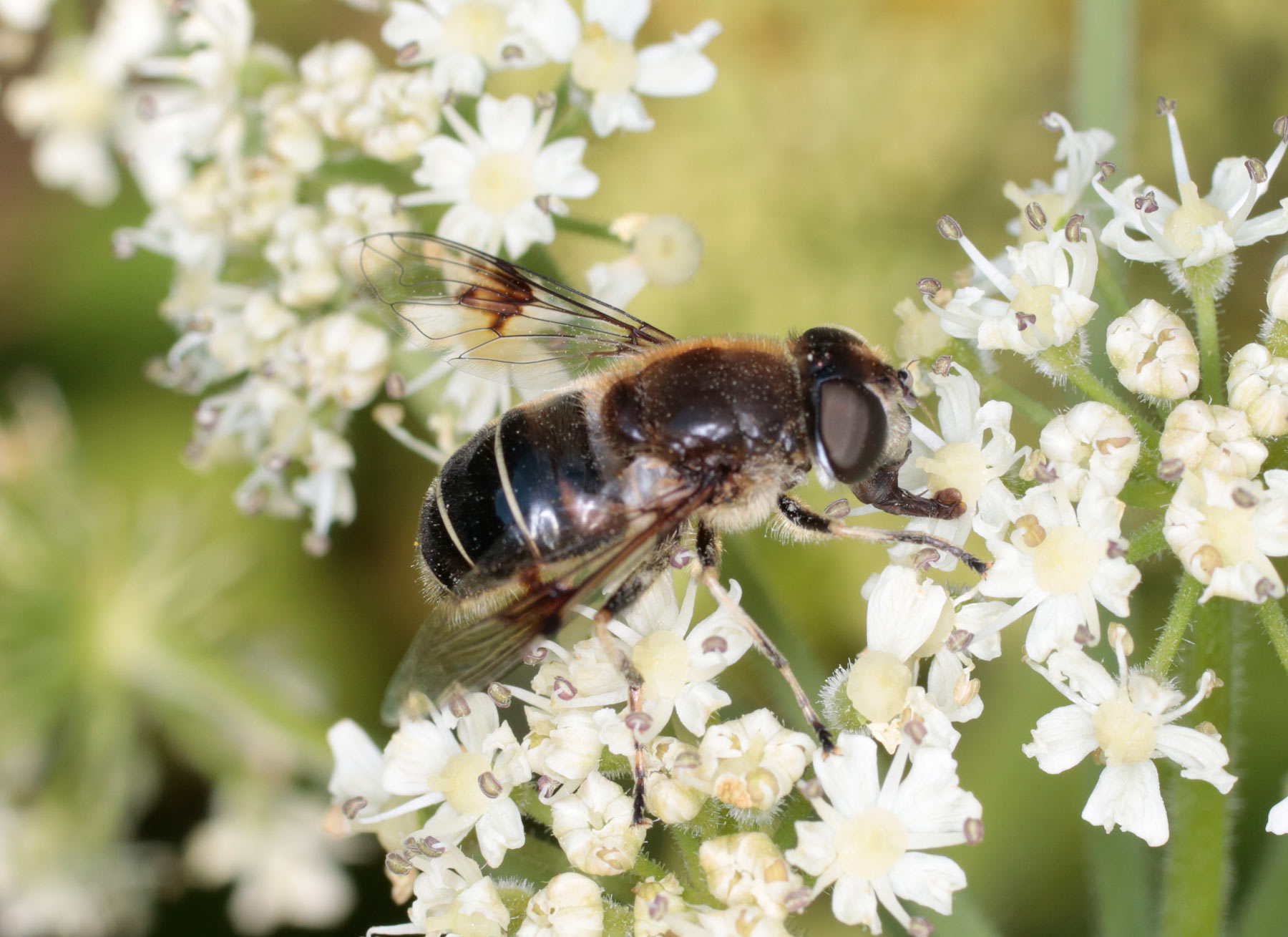 Syrphidae: Eristalis rupium